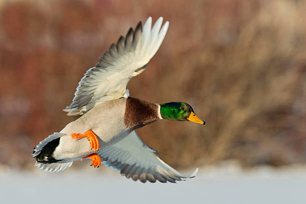 Mallard Flyers